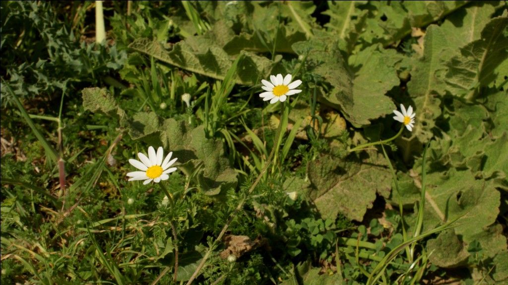Asteraceae: cfr. Anthemis sp.